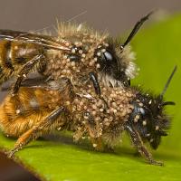 Mating Red Mason Bees and Mites 